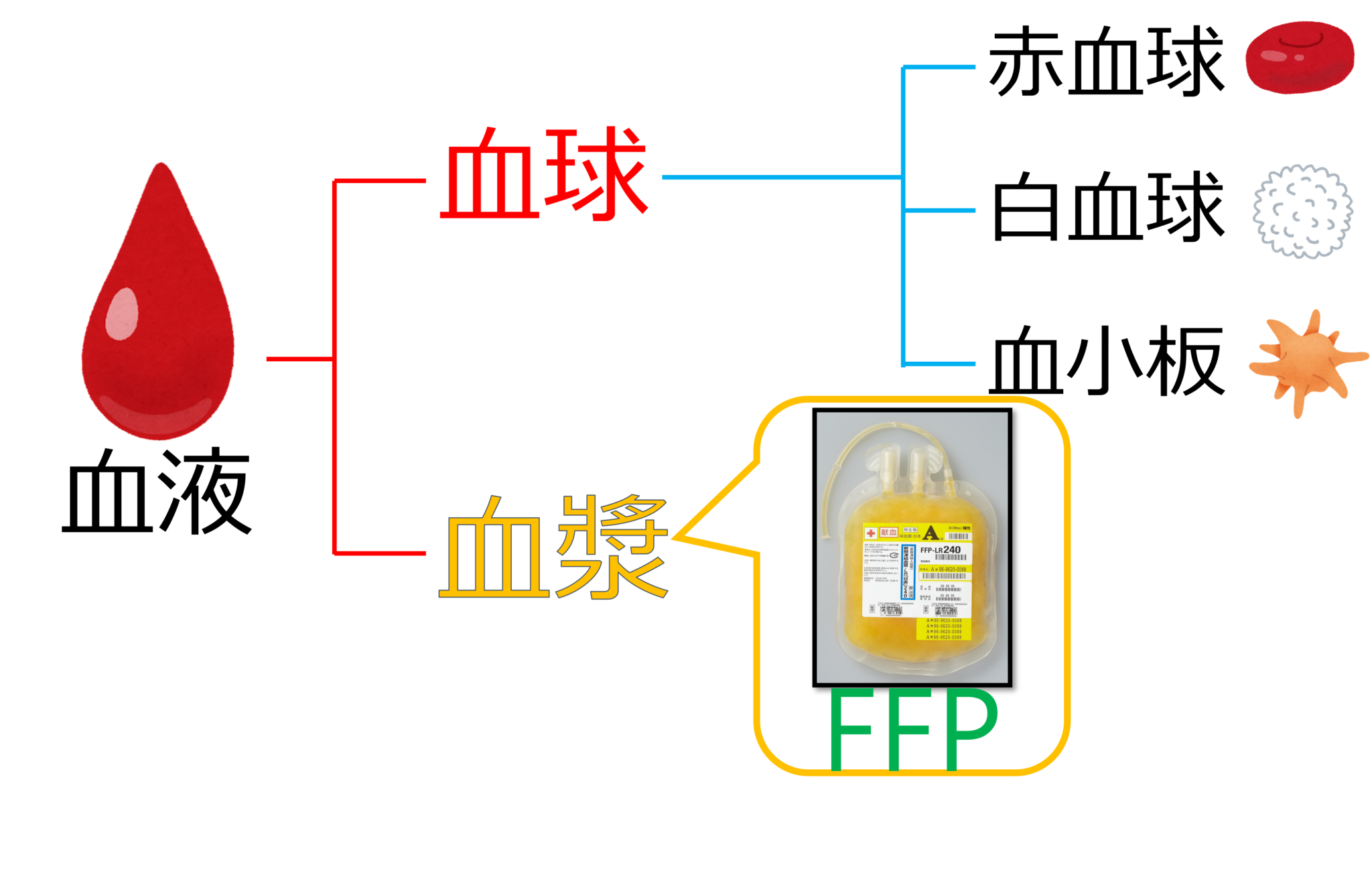 輸血について学ぼう ~RBC・FFP・PCの管理のポイント~ | ICU看護師ダンカンの心外ブログ